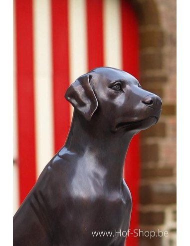 Sitting Labrador - statue en bronze (B305)