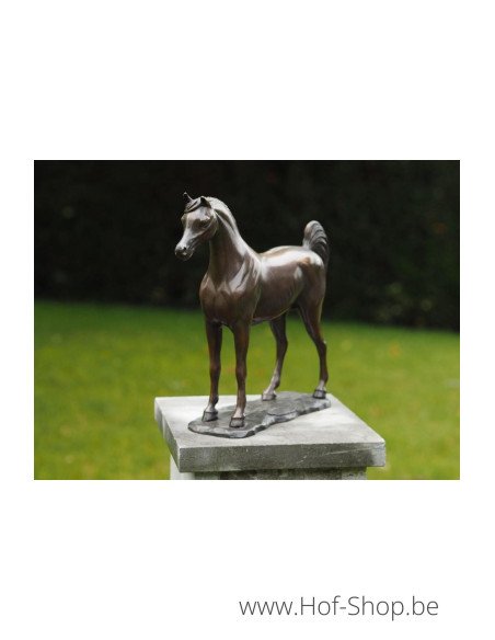 Cheval Arabe - sculpture en bronze (AN1135BR-B)