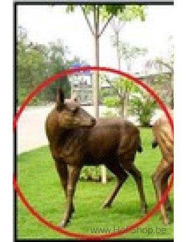 Cerf femelle - statue en bronze (B837-1)