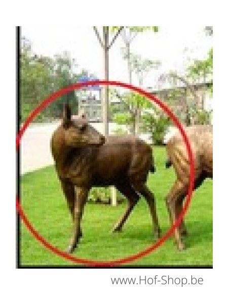 Cerf femelle - statue en bronze (B837-1)