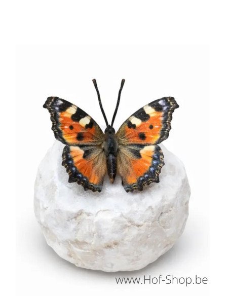 Wings in bronze dagpauwoog - bronzen beeld (BS1546C)