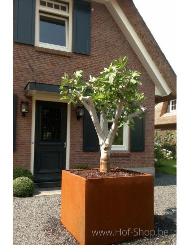 Carrez 140 x 140 x 60 cm - Jardinière Adezz en acier Corten